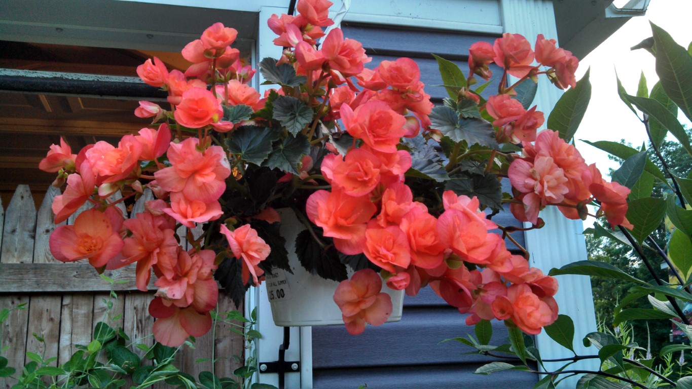 Landscaping | Zehrs Flowers and Landscaping